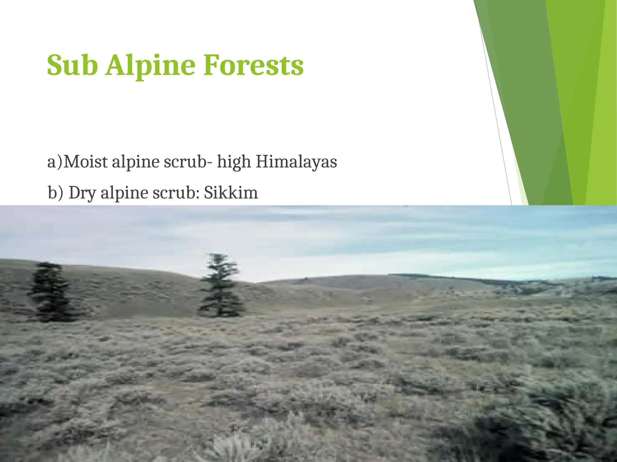 Sub Alpine Forests
a)Moist alpine scrub- high Himalayas
b) Dry alpine scrub: Sikkim
 