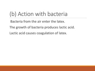 (b) Action with bacteria
Bacteria from the air enter the latex.
The growth of bacteria produces lactic acid.
Lactic acid causes coagulation of latex.
 