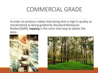 COMMERCIAL GRADE
In order to produce rubber that being that is high in quality as
standardised as being graded by Standard Malaysian
Rubber(SMR), tapping is the most vital step to obtain the
latex.
 