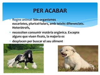 PER ACABAR
Regne animal: Són organismes
eucariotes, pluricel·lulars, amb teixits diferenciats.
Heteròtrofs,
necessiten consumir matèria orgànica. Excepte
alguns que viuen fixats, la majoria es
desplacen per buscar el seu aliment
 