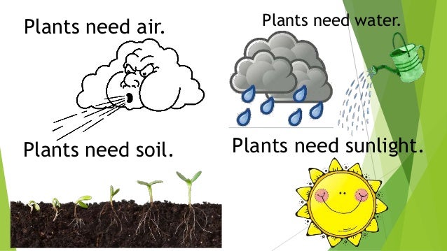 Resultado de imagen de plants need sun and water and air to grow