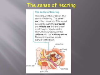 The sense of hearing
 