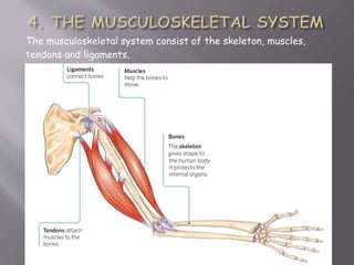 The musculoskeletal system consist of the skeleton, muscles,
tendons and ligaments.
 