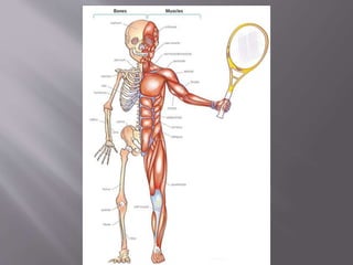 THE HUMAN BODY AND INTERACTION