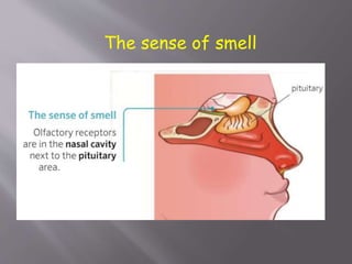 The sense of smell
 
