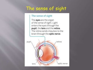 The sense of sight
 