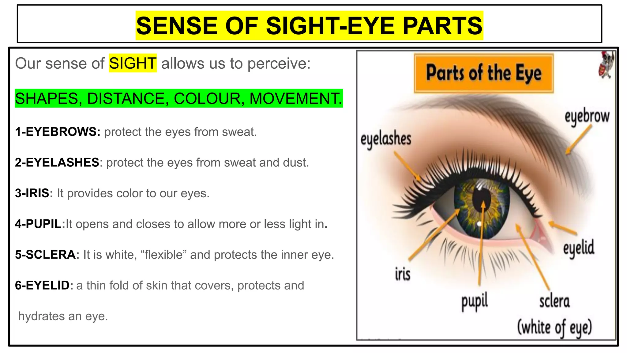 SENSE OF SIGHT-EYE PARTS
Our sense of SIGHT allows us to perceive:
SHAPES, DISTANCE, COLOUR, MOVEMENT.
1-EYEBROWS: protect the eyes from sweat.
2-EYELASHES: protect the eyes from sweat and dust.
3-IRIS: It provides color to our eyes.
4-PUPIL:It opens and closes to allow more or less light in.
5-SCLERA: It is white, “flexible” and protects the inner eye.
6-EYELID: a thin fold of skin that covers, protects and
hydrates an eye.
 