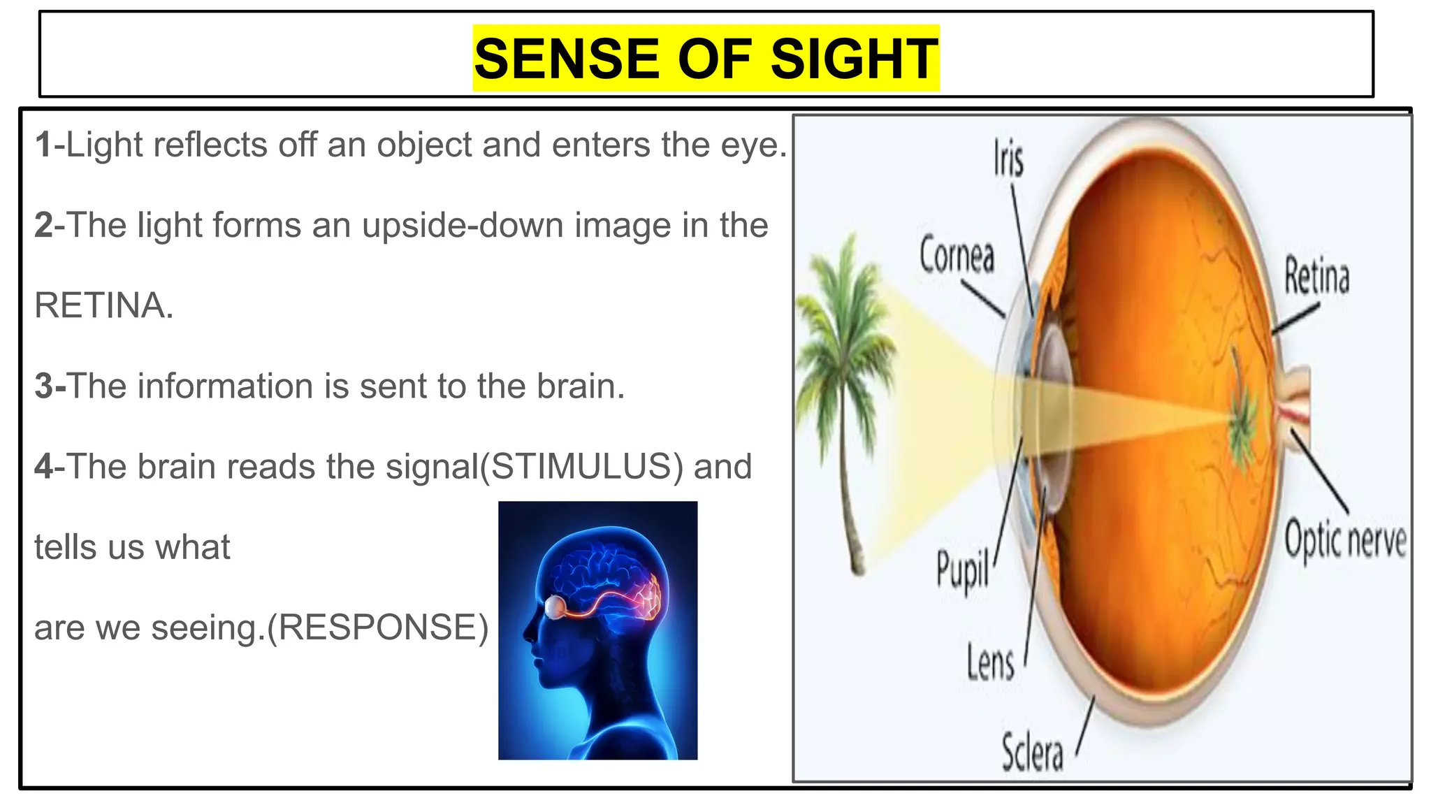SENSE OF SIGHT
1-Light reflects off an object and enters the eye.
2-The light forms an upside-down image in the
RETINA.
3-The information is sent to the brain.
4-The brain reads the signal(STIMULUS) and
tells us what
are we seeing.(RESPONSE)
 