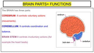 BRAIN PARTS+ FUNCTIONS
The BRAIN has three parts:
CEREBRUM: It controls voluntary actions
(movements).
CEREBELLUM: It controls coordination and
balance.
BRAIN STEM:It controls involuntary actions (for
example the heart beats)
 