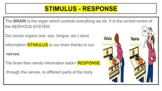 STIMULUS - RESPONSE
The BRAIN is the organ which controls everything we do. It is the control centre of
the NERVOUS SYSTEM.
Our sense organs (ear, eye, tongue, etc.) send
information=STIMULUS to our brain thanks to our
nerves.
The brain then sends information back= RESPONSE,
through the nerves, to different parts of the body
 