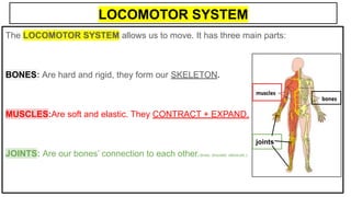 LOCOMOTOR SYSTEM
The LOCOMOTOR SYSTEM allows us to move. It has three main parts:
BONES: Are hard and rigid, they form our SKELETON.
MUSCLES:Are soft and elastic. They CONTRACT + EXPAND.
JOINTS: Are our bones’ connection to each other.(knee, shoulder, elbow,etc.)
joints
 