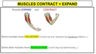 MUSCLES CONTRACT + EXPAND
Muscles EXPAND and CONTRACT
Some muscles move VOLUNTARY (I move my arm, because my Cerebrum orders it...)
Some other muscles move INVOLUNTARY (I can’t stop my heart moving...)
 