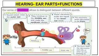 HEARING- EAR PARTS+FUNCTIONS
Our sense of HEARING allows to distinguish between different sounds
 
