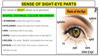 SENSE OF SIGHT-EYE PARTS
Our sense of SIGHT allows us to perceive:
SHAPES, DISTANCE, COLOUR, MOVEMENT.
1-EYEBROWS: protect the eyes from sweat.
2-EYELASHES: protect the eyes from sweat and dust.
3-IRIS: It provides color to our eyes.
4-PUPIL:It opens and closes to allow more or less light in.
5-SCLERA: It is white, “flexible” and protects the inner eye.
6-EYELID: a thin fold of skin that covers, protects and
hydrates an eye.
 