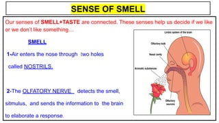 SENSE OF SMELL
Our senses of SMELL+TASTE are connected. These senses help us decide if we like
or we don’t like something…
SMELL
1-Air enters the nose through two holes
called NOSTRILS.
2-The OLFATORY NERVE detects the smell,
sitmulus, and sends the information to the brain
to elaborate a response.
 