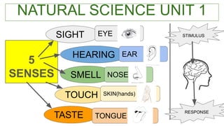 NATURAL SCIENCE UNIT 1
5
SENSES
SIGHT
HEARING
SMELL
TOUCH
TASTE
EYE
SKIN(hands)
TONGUE
NOSE
EAR
STIMULUS
RESPONSE
 