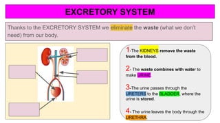 EXCRETORY SYSTEM
Thanks to the EXCRETORY SYSTEM we eliminate the waste (what we don’t
need) from our body.
1-The KIDNEYS remove the waste
from the blood.
2- The waste combines with water to
make URINE.
3-The urine passes through the
URETERS to the BLADDER, where the
urine is stored.
4- The urine leaves the body through the
URETHRA.
 