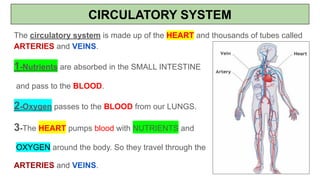 CIRCULATORY SYSTEM
The circulatory system is made up of the HEART and thousands of tubes called
ARTERIES and VEINS.
1-Nutrients are absorbed in the SMALL INTESTINE
and pass to the BLOOD.
2-Oxygen passes to the BLOOD from our LUNGS.
3-The HEART pumps blood with NUTRIENTS and
OXYGEN around the body. So they travel through the
ARTERIES and VEINS.
 