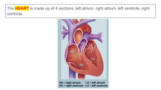 The HEART is made up of 4 sections: left atrium, right atrium, left ventricle, right
ventricle.
 