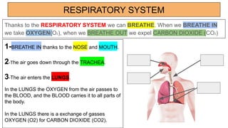 RESPIRATORY SYSTEM
Thanks to the RESPIRATORY SYSTEM we can BREATHE. When we BREATHE IN
we take OXYGEN(O2), when we BREATHE OUT we expel CARBON DIOXIDE (CO2)
1-BREATHE IN thanks to the NOSE and MOUTH.
2-The air goes down through the TRACHEA.
3-The air enters the LUNGS.
In the LUNGS the OXYGEN from the air passes to
the BLOOD, and the BLOOD carries it to all parts of
the body.
In the LUNGS there is a exchange of gasses
OXYGEN (O2) for CARBON DIOXIDE (CO2).
 