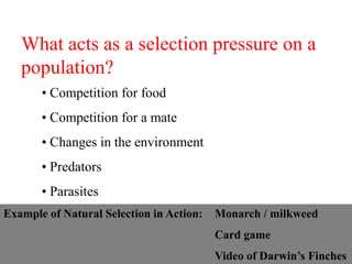 What acts as a selection pressure on a
population?
• Competition for food
• Competition for a mate
• Changes in the environment
• Predators
• Parasites
Example of Natural Selection in Action: Monarch / milkweed
Card game
Video of Darwin’s Finches
 