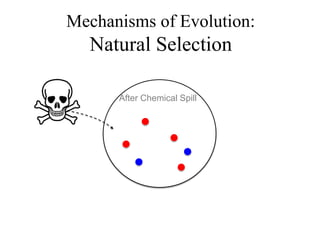 After Chemical Spill
Mechanisms of Evolution:
Natural Selection
 