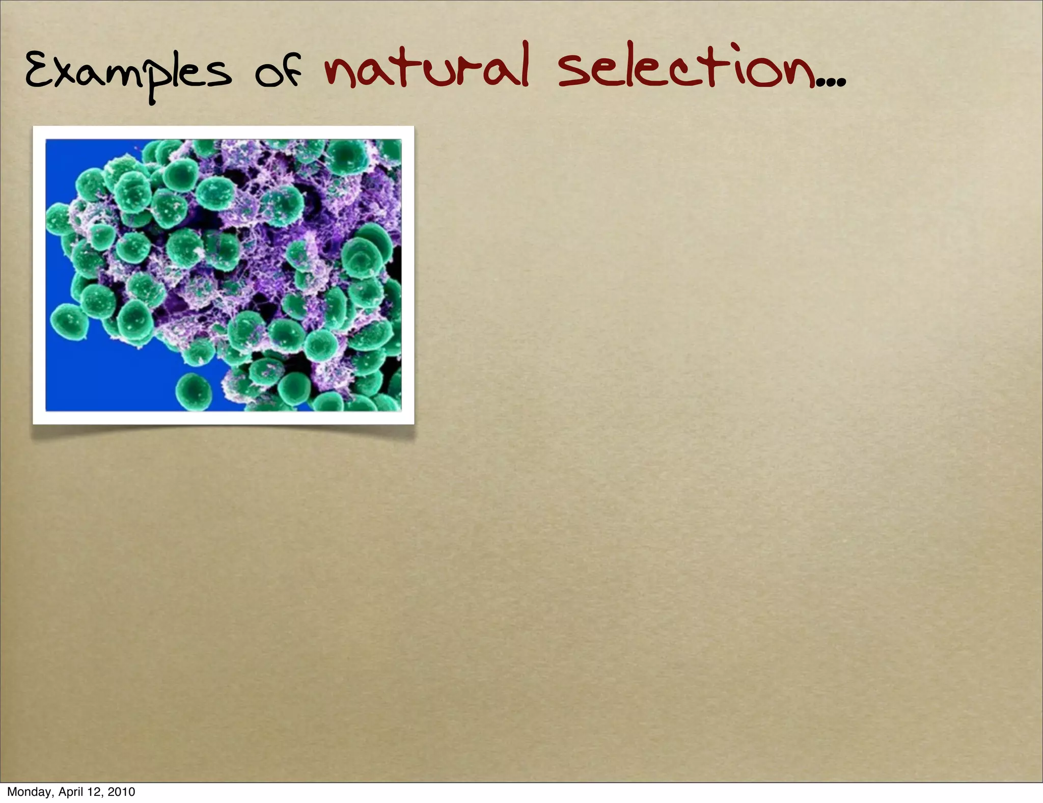 Examples of           natural selection...




Monday, April 12, 2010
 