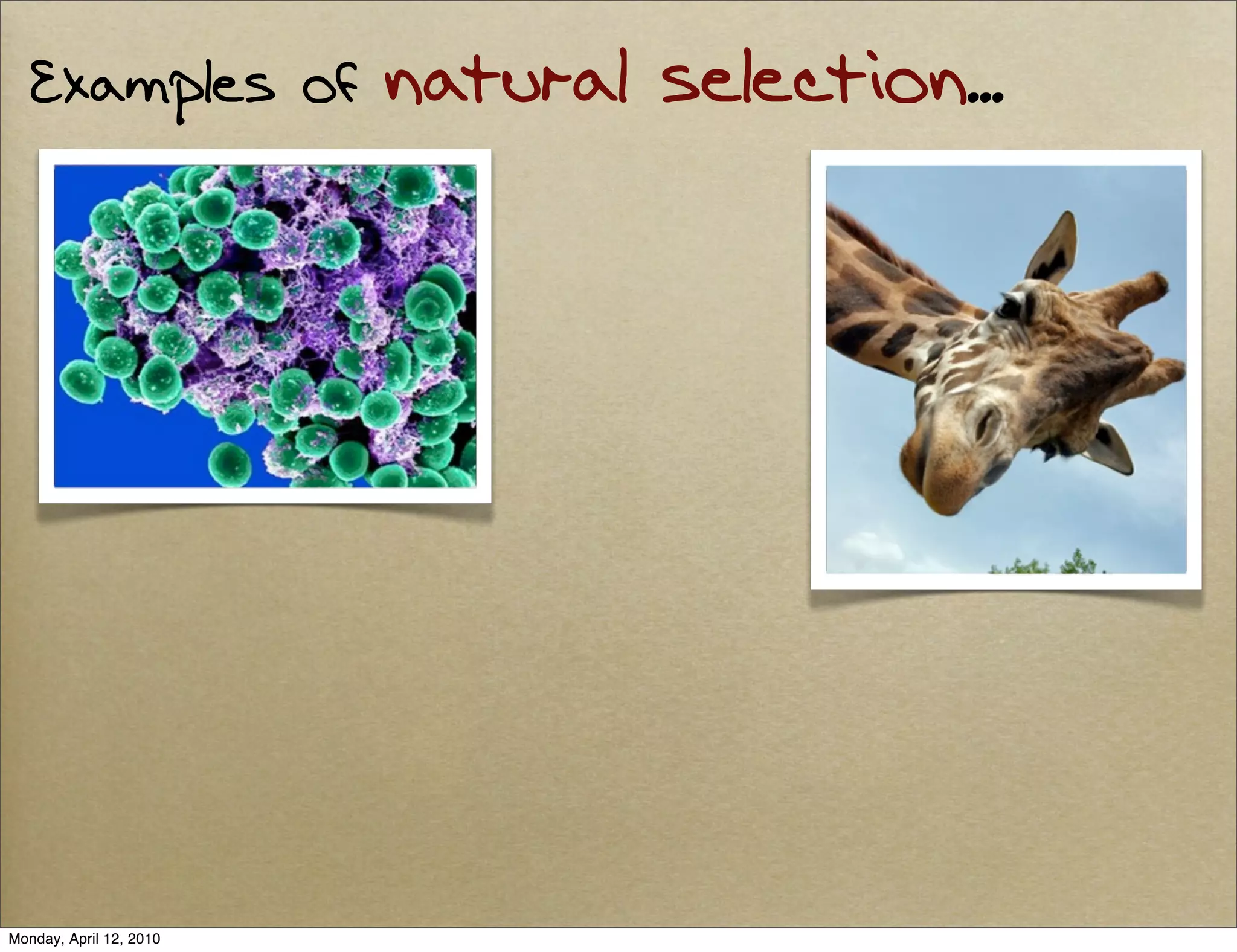 Examples of           natural selection...




Monday, April 12, 2010
 