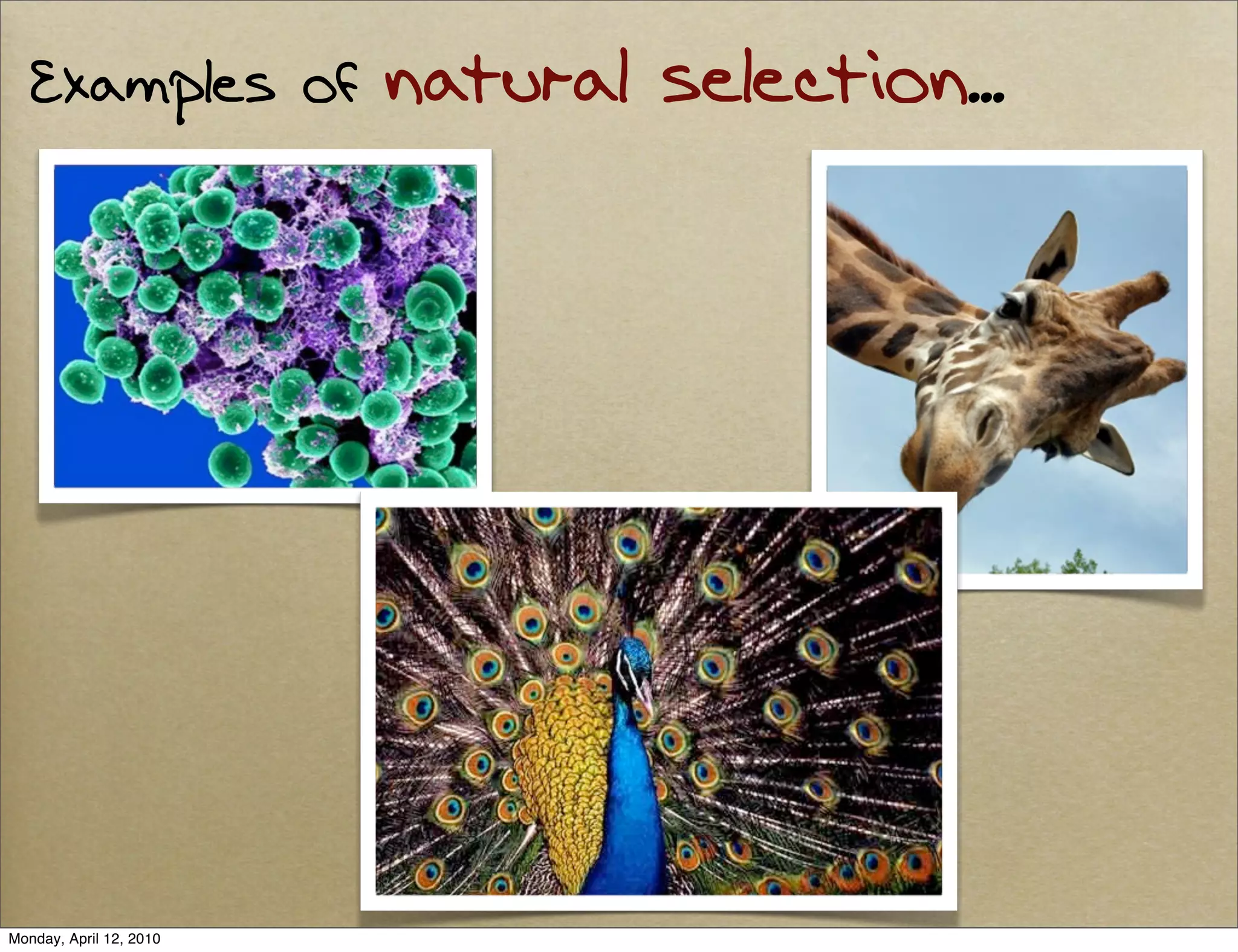 Examples of           natural selection...




Monday, April 12, 2010
 