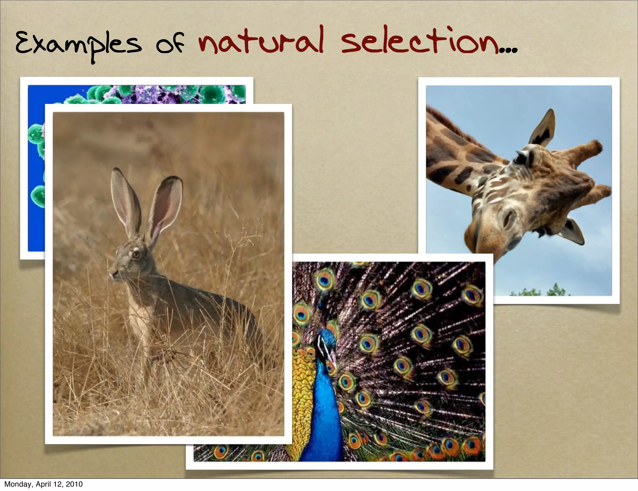 Examples of           natural selection...




Monday, April 12, 2010
 