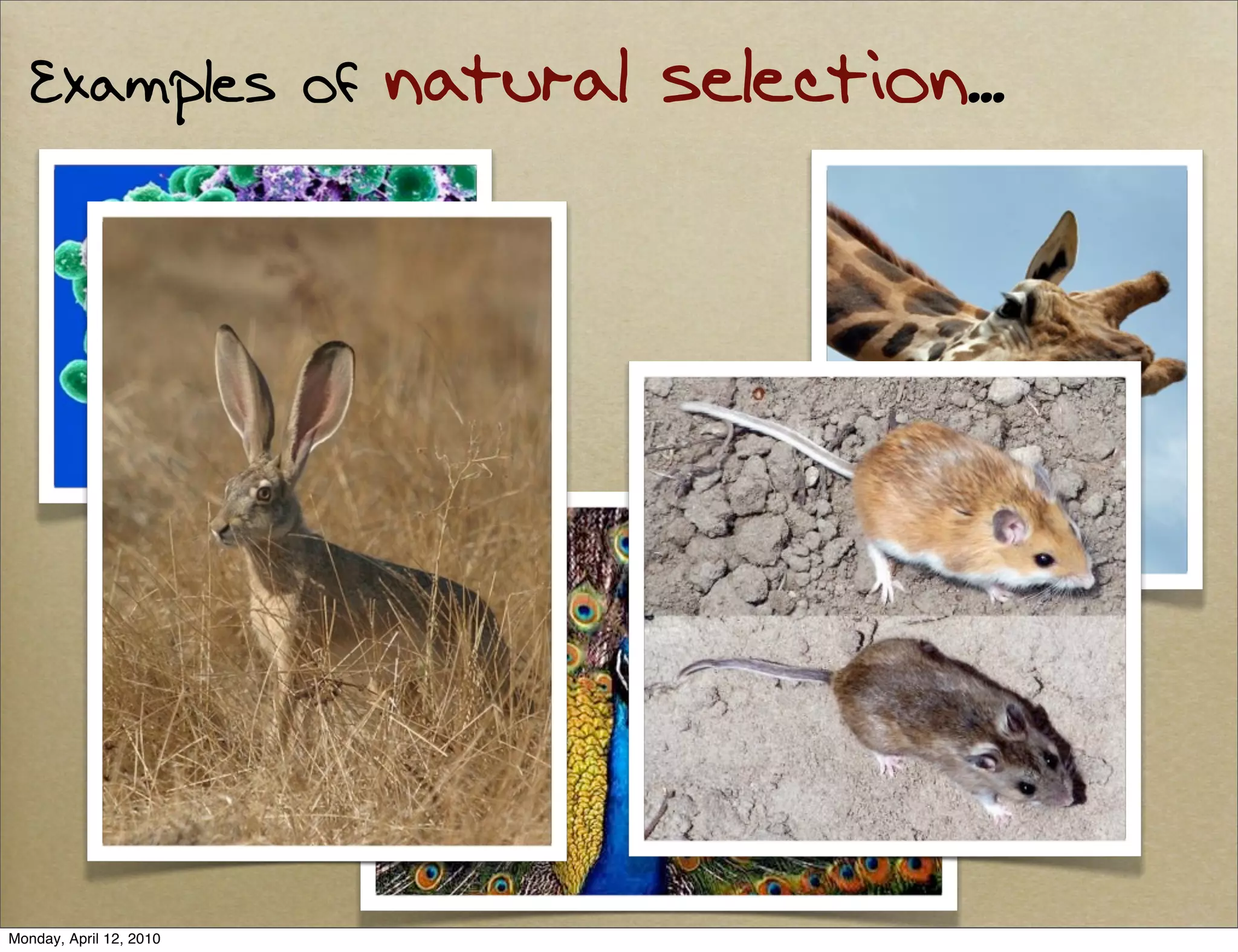 Examples of           natural selection...




Monday, April 12, 2010
 