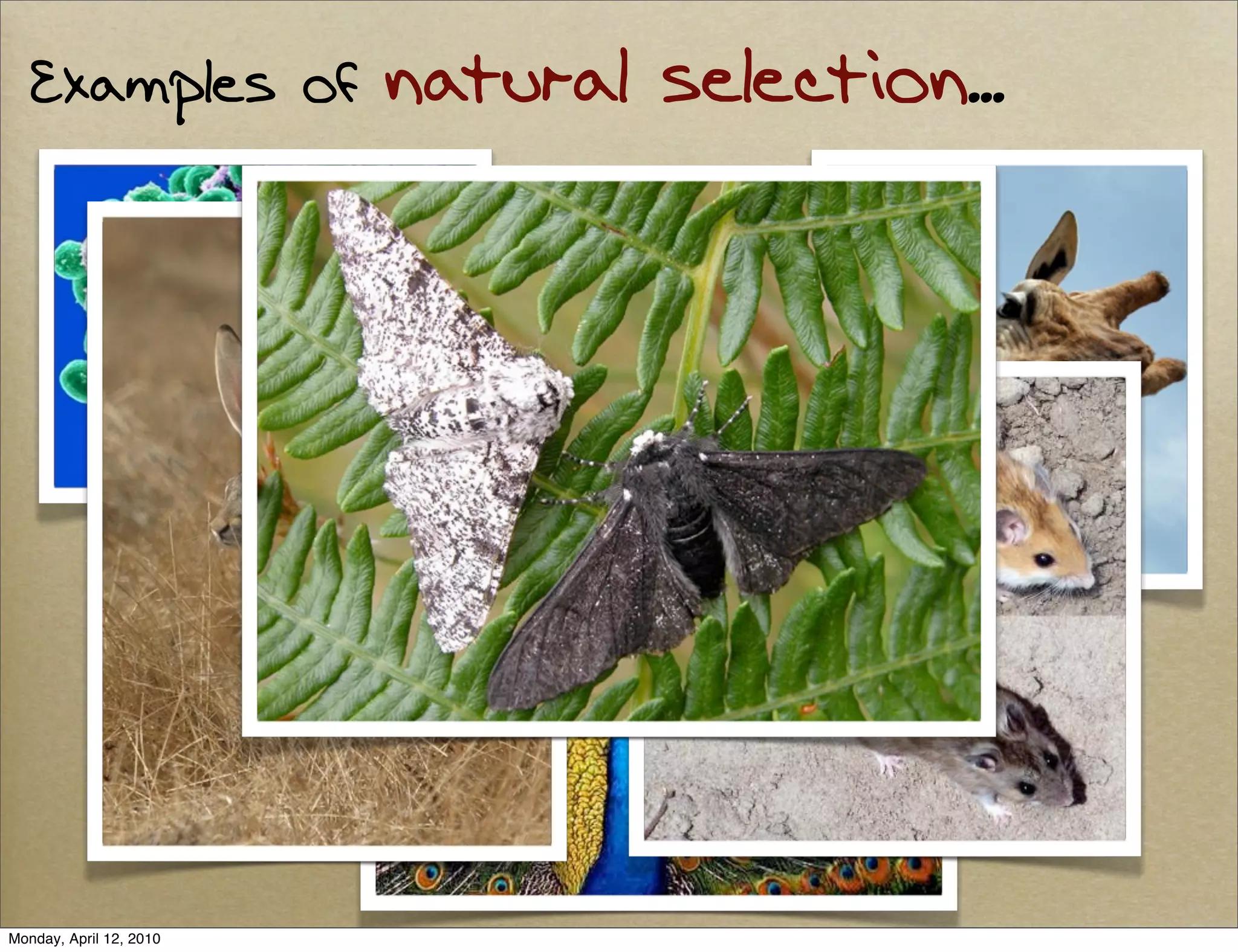 Examples of           natural selection...




Monday, April 12, 2010
 