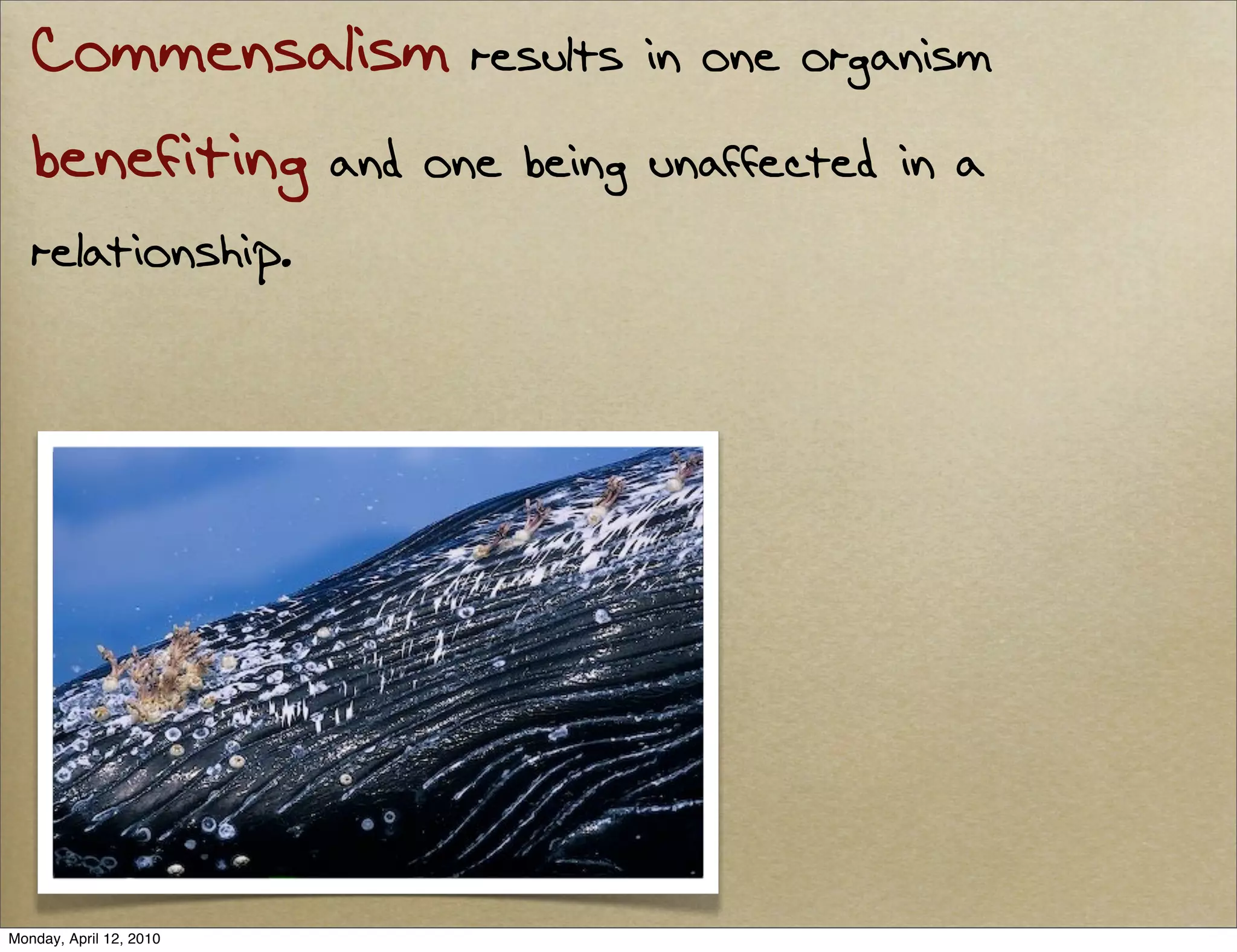 Commensalism results in one organism
   benefiting and one being unaffected in a
   relationship.




Monday, April 12, 2010
 