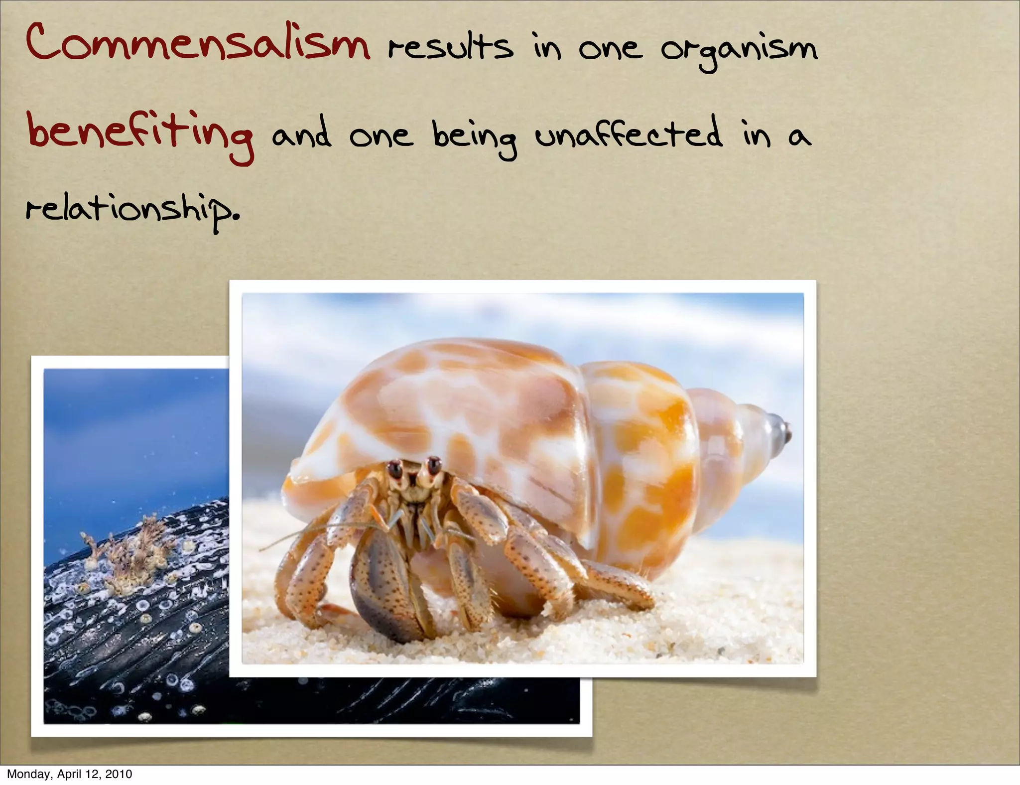 Commensalism results in one organism
   benefiting and one being unaffected in a
   relationship.




Monday, April 12, 2010
 