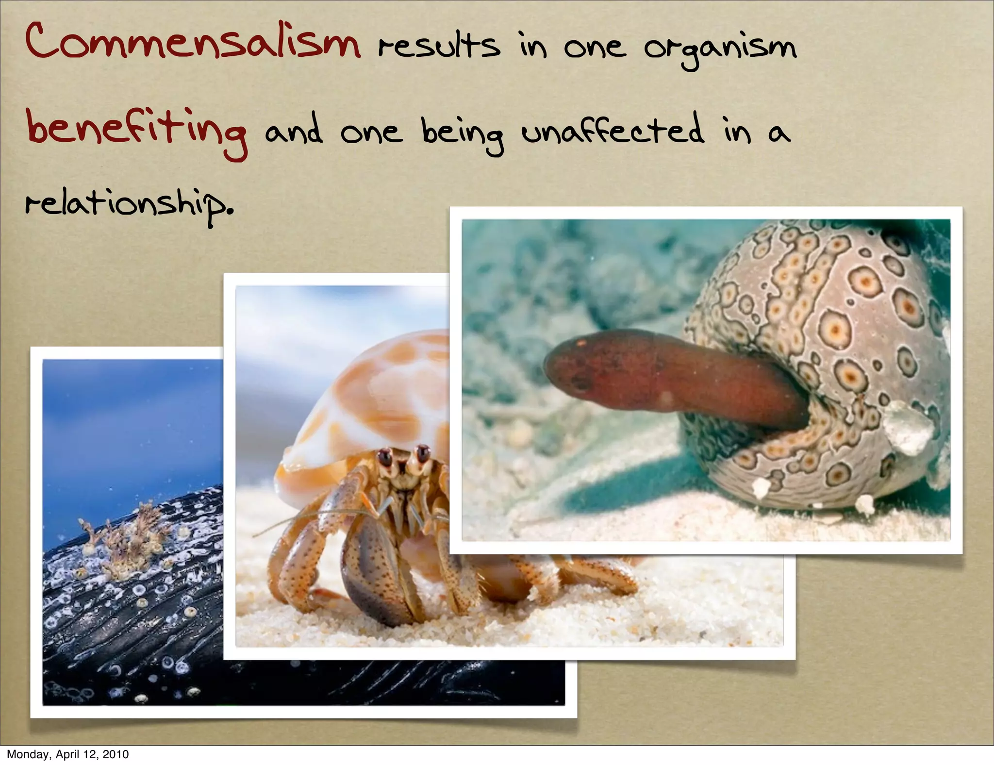 Commensalism results in one organism
   benefiting and one being unaffected in a
   relationship.




Monday, April 12, 2010
 