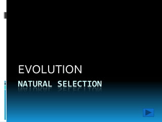 NATURAL SELECTION EVOLUTION	 