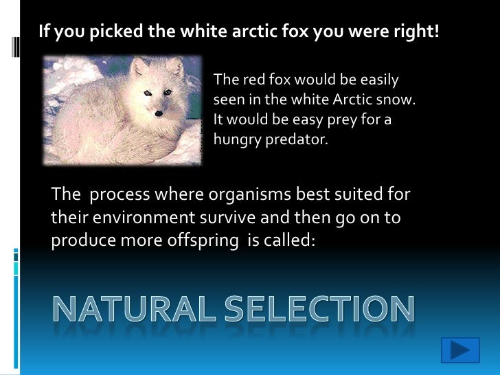 Arctic Fox Natural Selection Arctic Fox Natural Selection