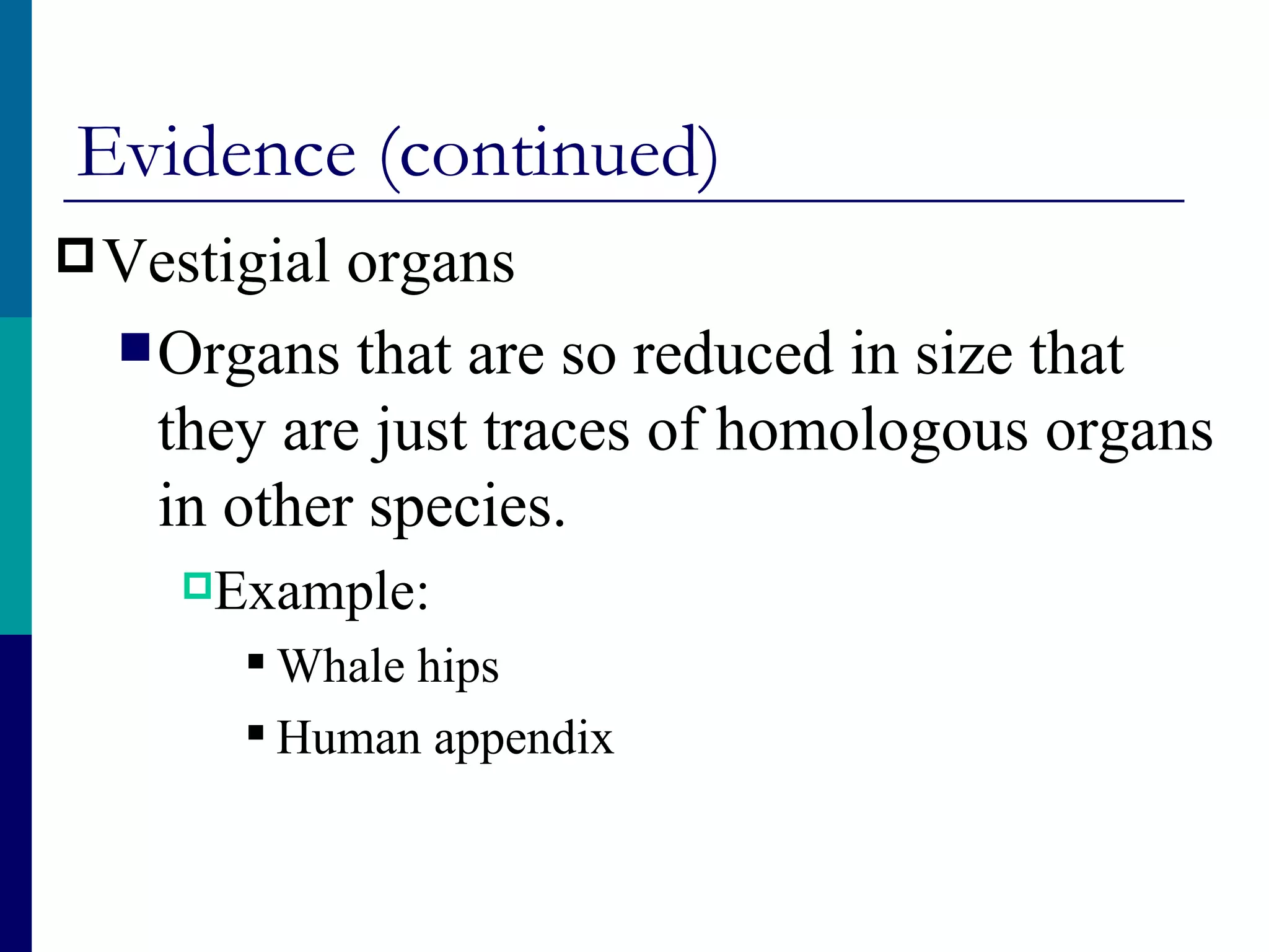 Evidence (continued)
 Vestigial organs
   Organs that are so reduced in size that
    they are just traces of homologous organs
    in other species.
     Example:

        Whale hips
        Human appendix
 