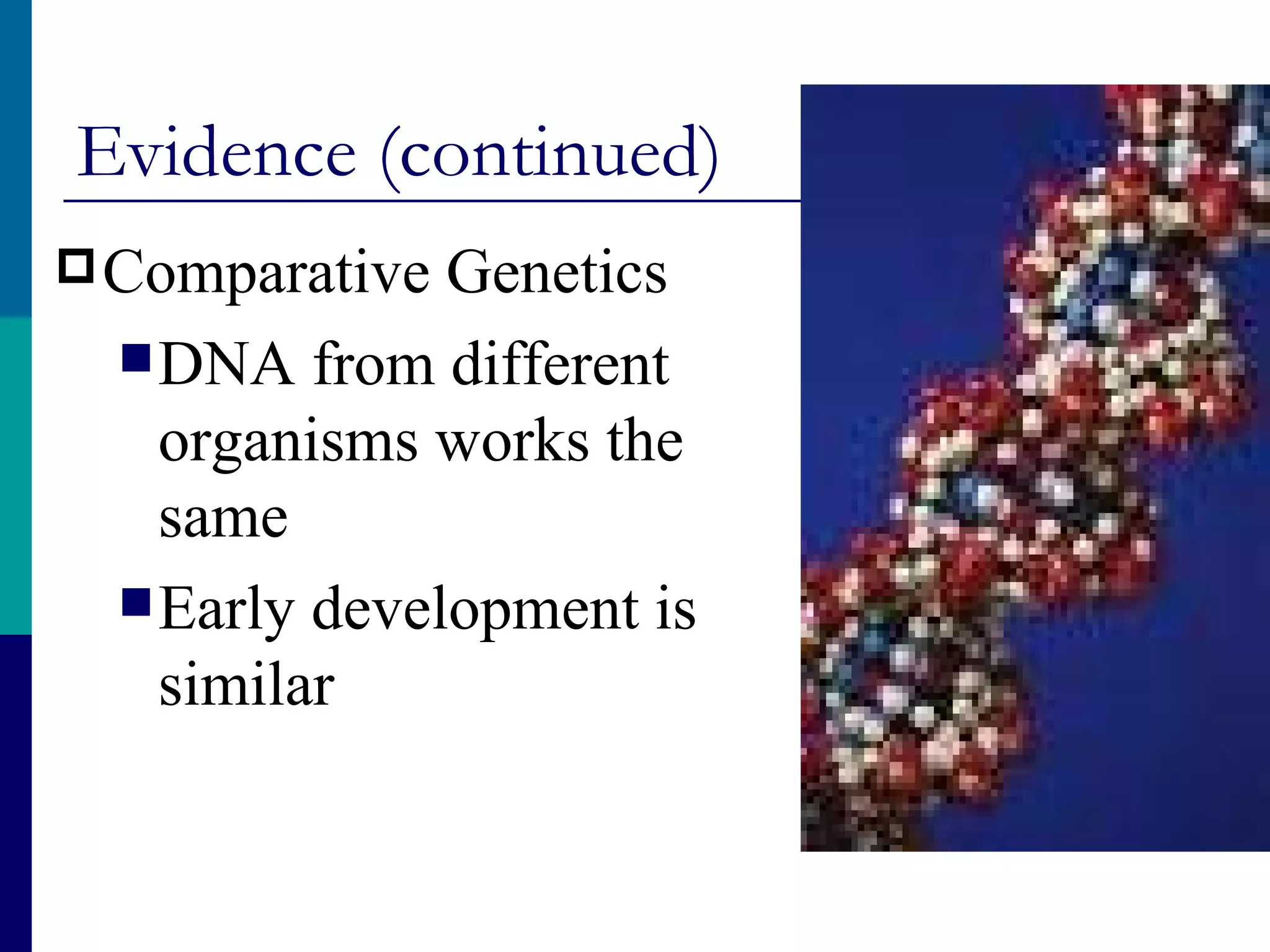 Evidence (continued)
 Comparative  Genetics
   DNA from different
    organisms works the
    same
   Early development is
    similar
 