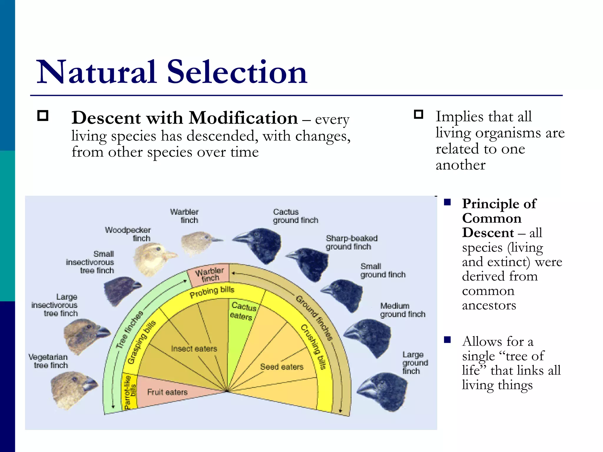 Natural Selection
   Descent with Modification – every                Implies that all
    living species has descended, with changes,       living organisms are
    from other species over time                      related to one
                                                      another

                                                          Principle of
                                                           Common
                                                           Descent – all
                                                           species (living
                                                           and extinct) were
                                                           derived from
                                                           common
                                                           ancestors

                                                          Allows for a
                                                           single “tree of
                                                           life” that links all
                                                           living things
 