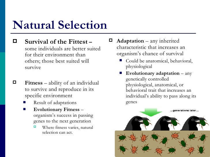 Survival Ofthe Fittest Natural Selection Survival Ofthe Fittest Natural Selection