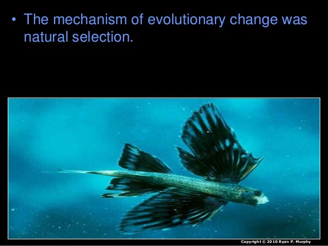 Natural Selection Mechanism Of Evolution Journal Natural Selection Mechanism Of Evolution Journal