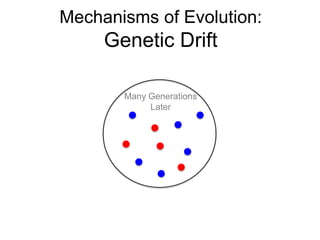 Mechanisms of Evolution:

Genetic Drift
Many Generations
Later

 