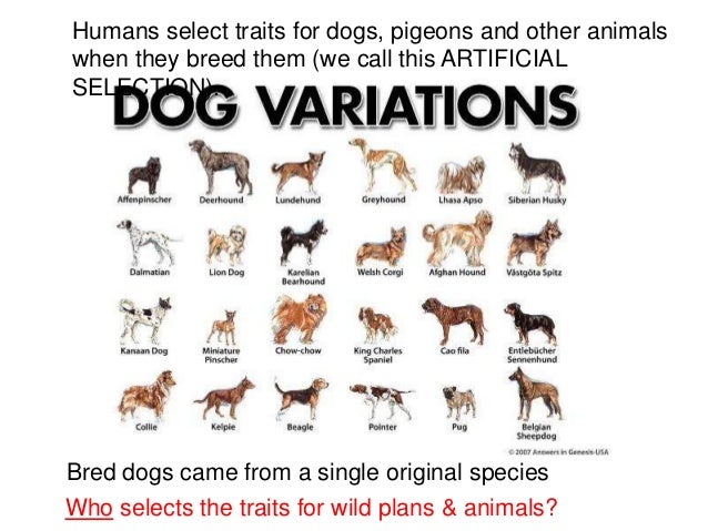 Natural Selection Factors Examples Natural Selection Factors Examples