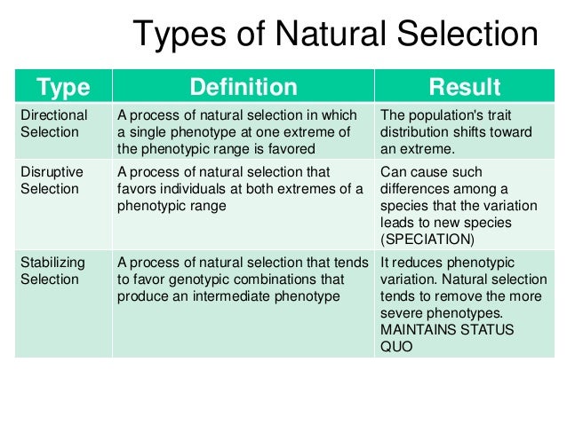 Natural Selection Graphic Organizer Natural Selection Graphic Organizer