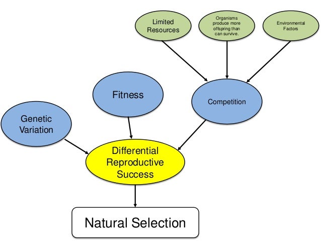 Natural Selection Maps 95