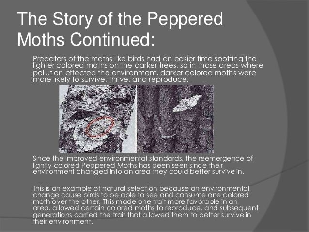 Natural Selection Moths Activity Natural Selection Moths Activity