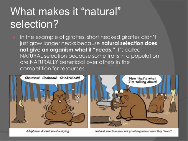 Natural Selection Factors Examples Natural Selection Factors Examples
