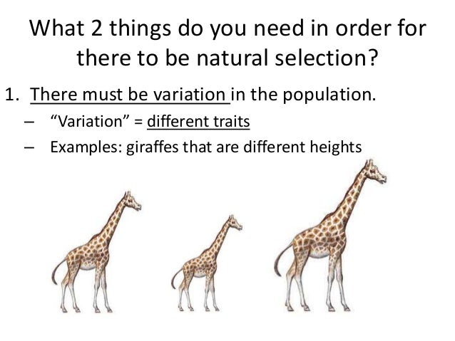 What Does Natural Selection Work On What Does Natural Selection Work On