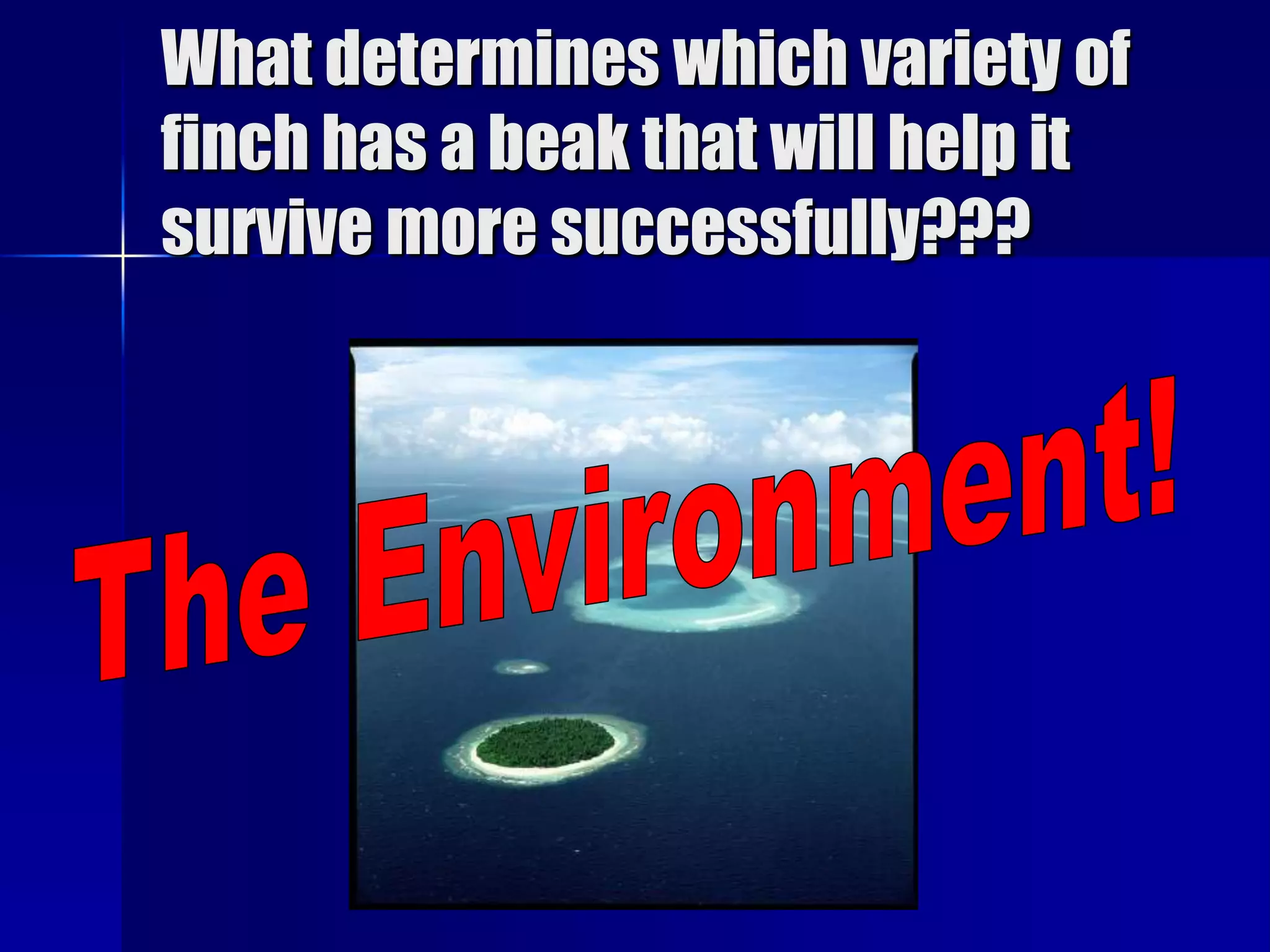 What determines which variety of
finch has a beak that will help it
survive more successfully???
 